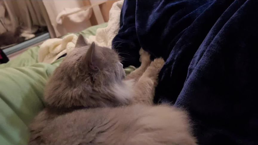 猫咪成人网免费观看_猫咪成人网免费观看_猫咪成人网免费观看
