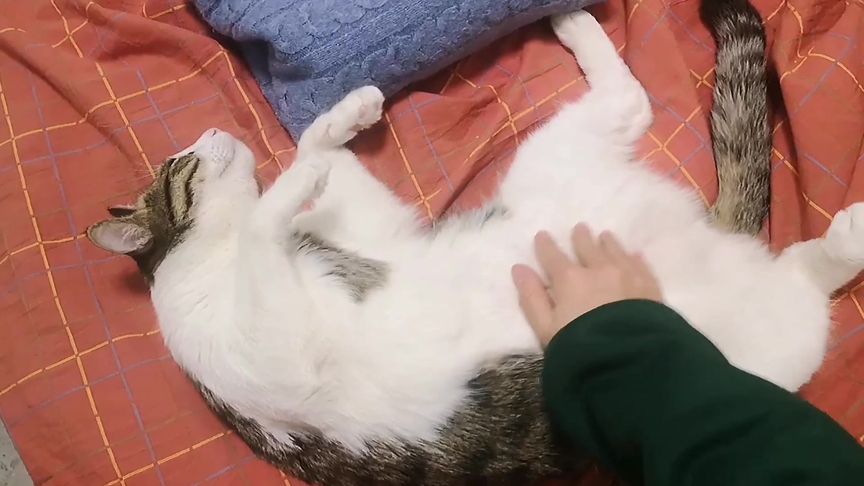 猫咪成人网免费观看_猫咪成人网免费观看_猫咪成人网免费观看