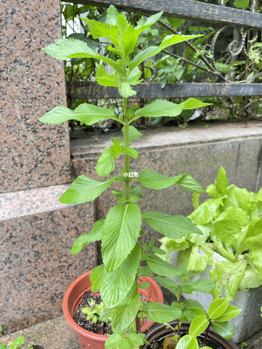 神农百草园_神农百草园游戏赚钱_百草园和三味书屋