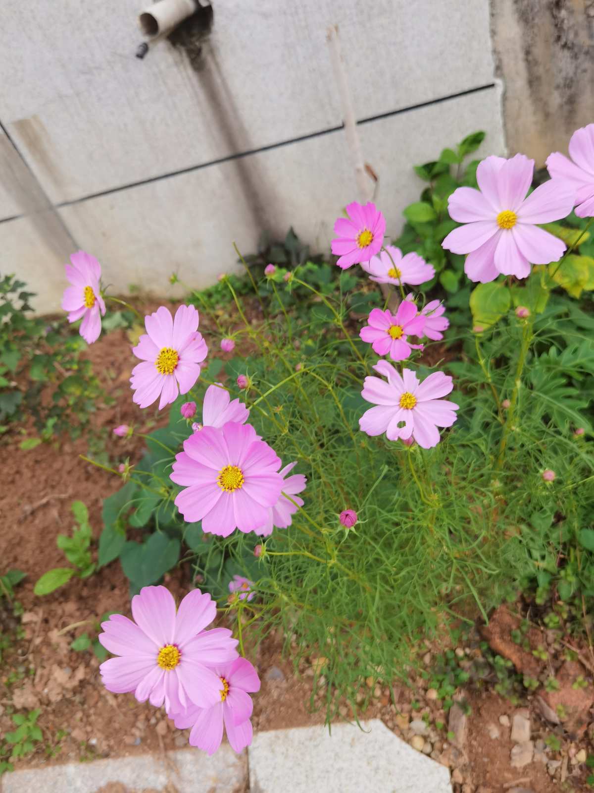 野花社_野花社_野花社