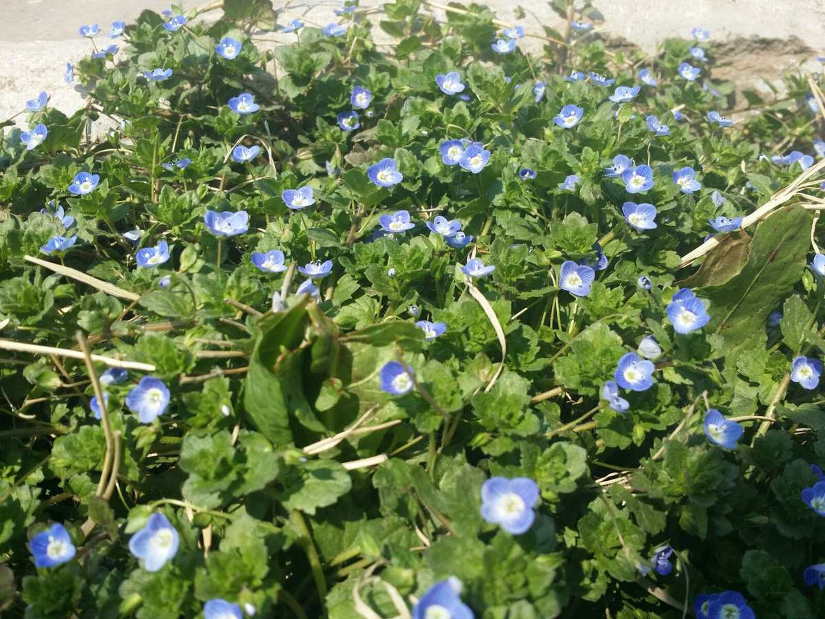 野花社_野花社_野花社