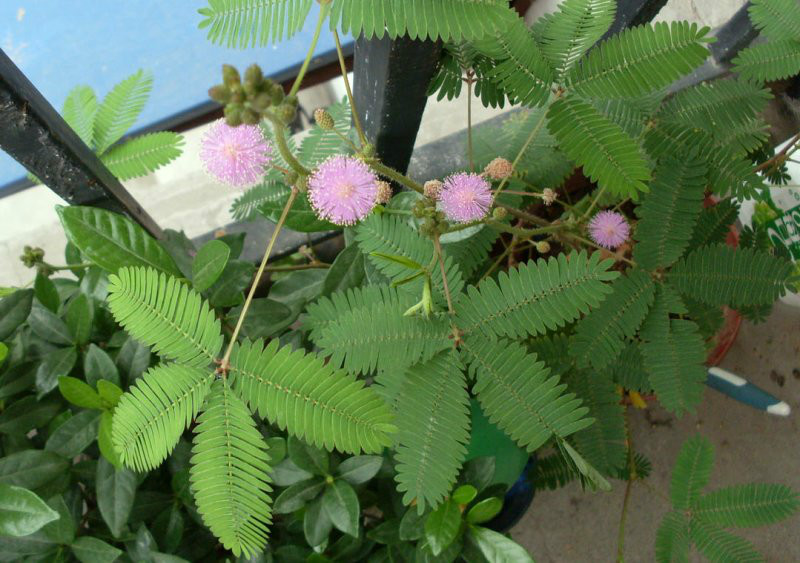 含羞草实验研所直接入口_含羞草实验研所直接入口_含羞草实验研所直接入口
