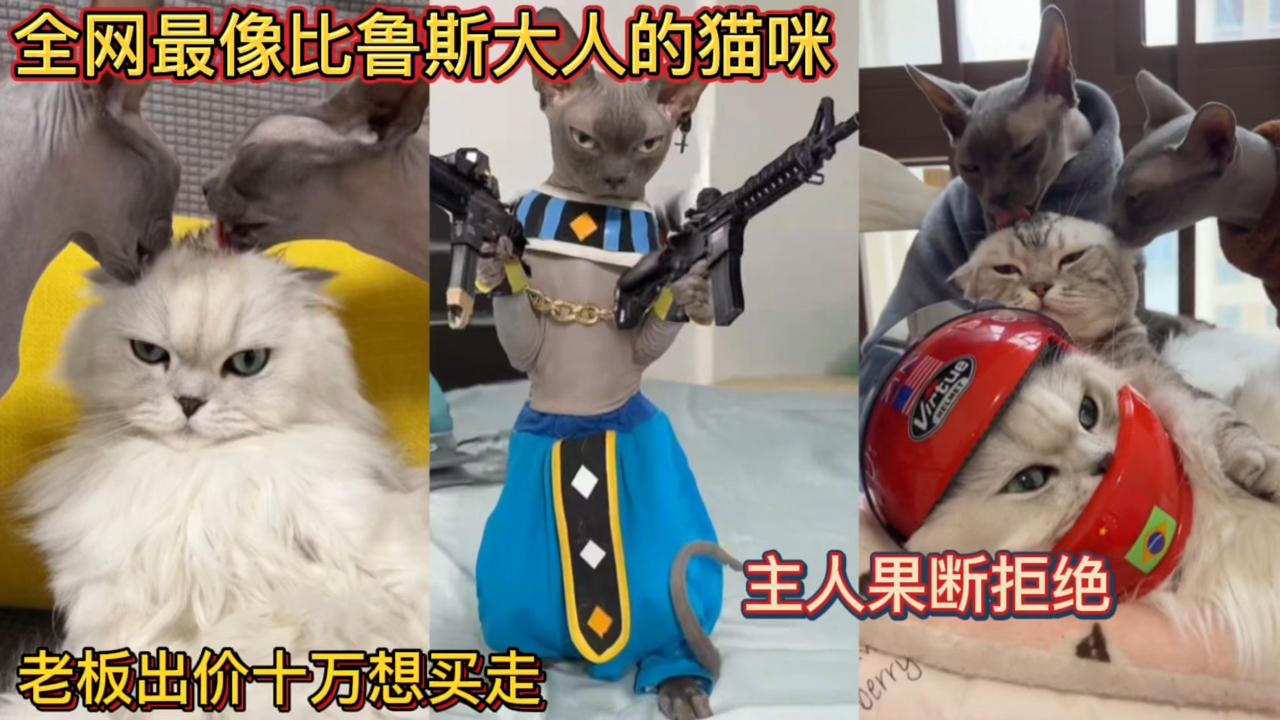 成人猫咪_成人猫咪_成人猫咪