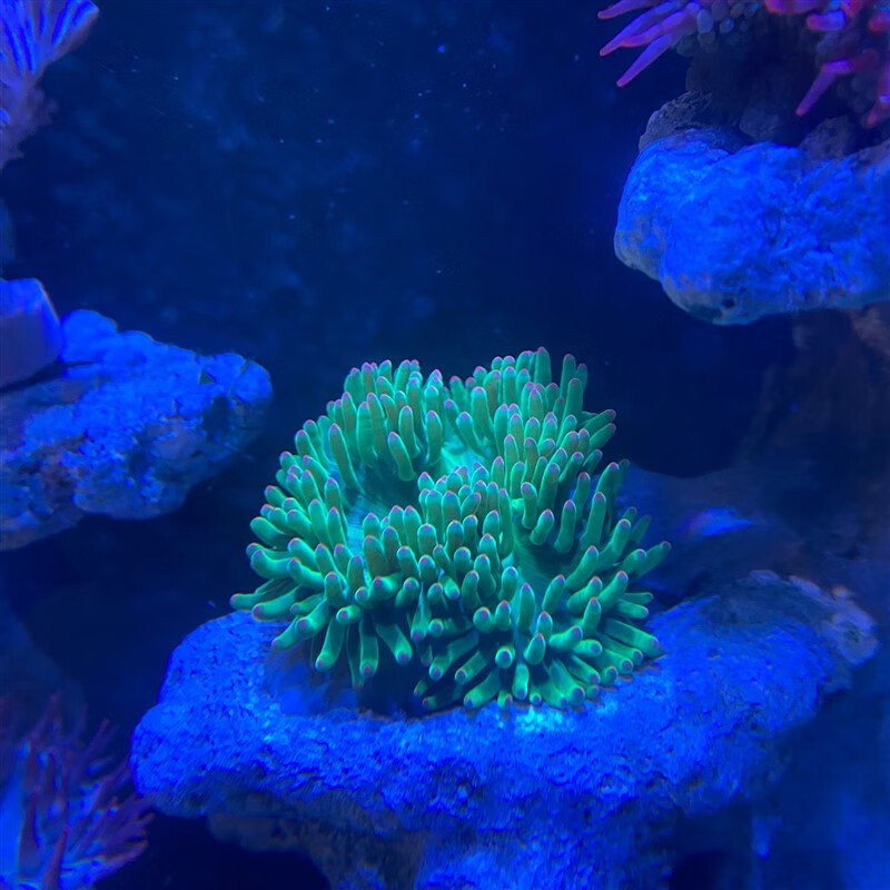 海粉宝宝电商平台合法吗_海粉宝宝到底是什么_海粉宝宝