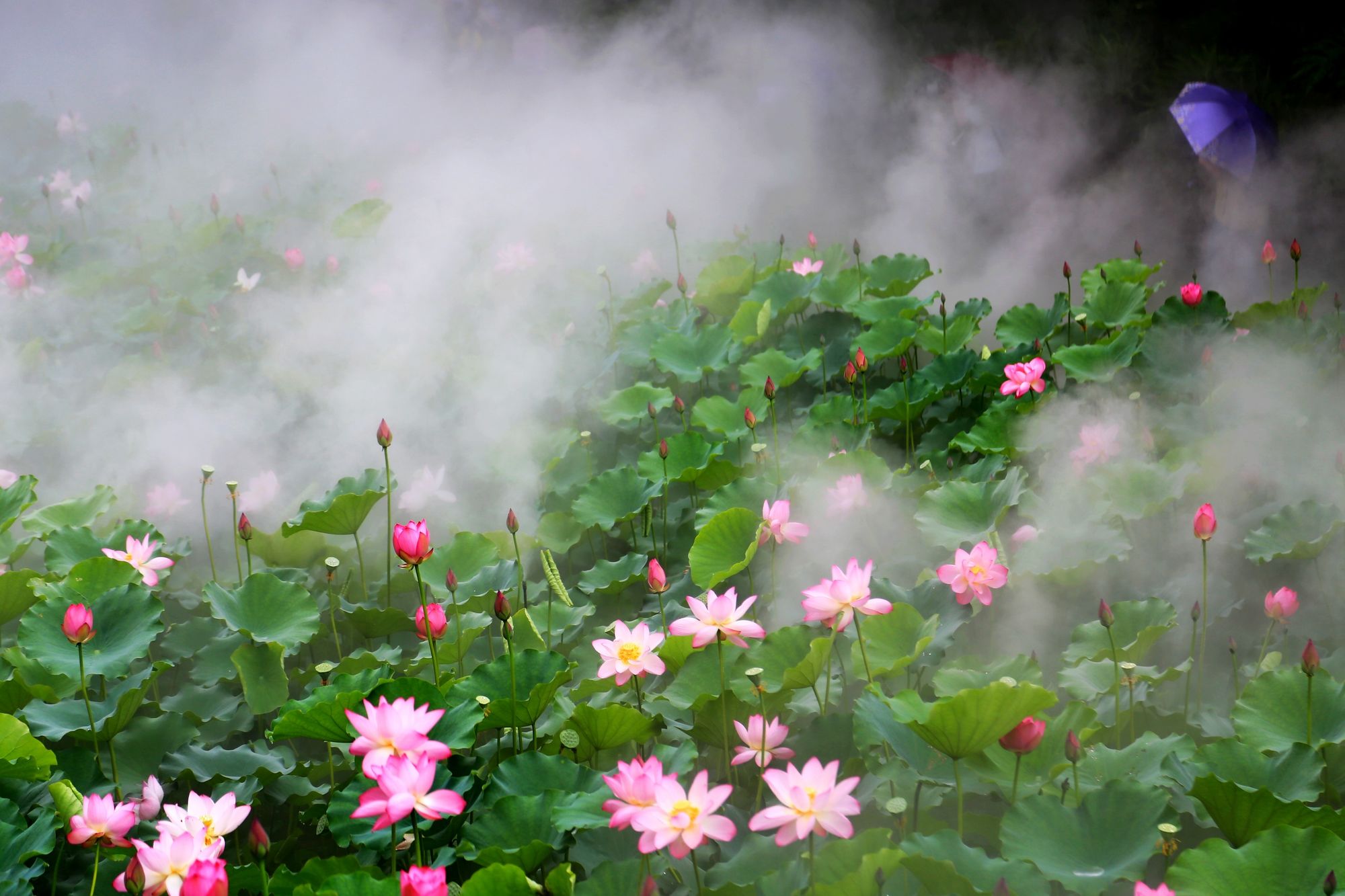 渌华池_渌华池的秘境怎么解开_渌华池取景点在哪