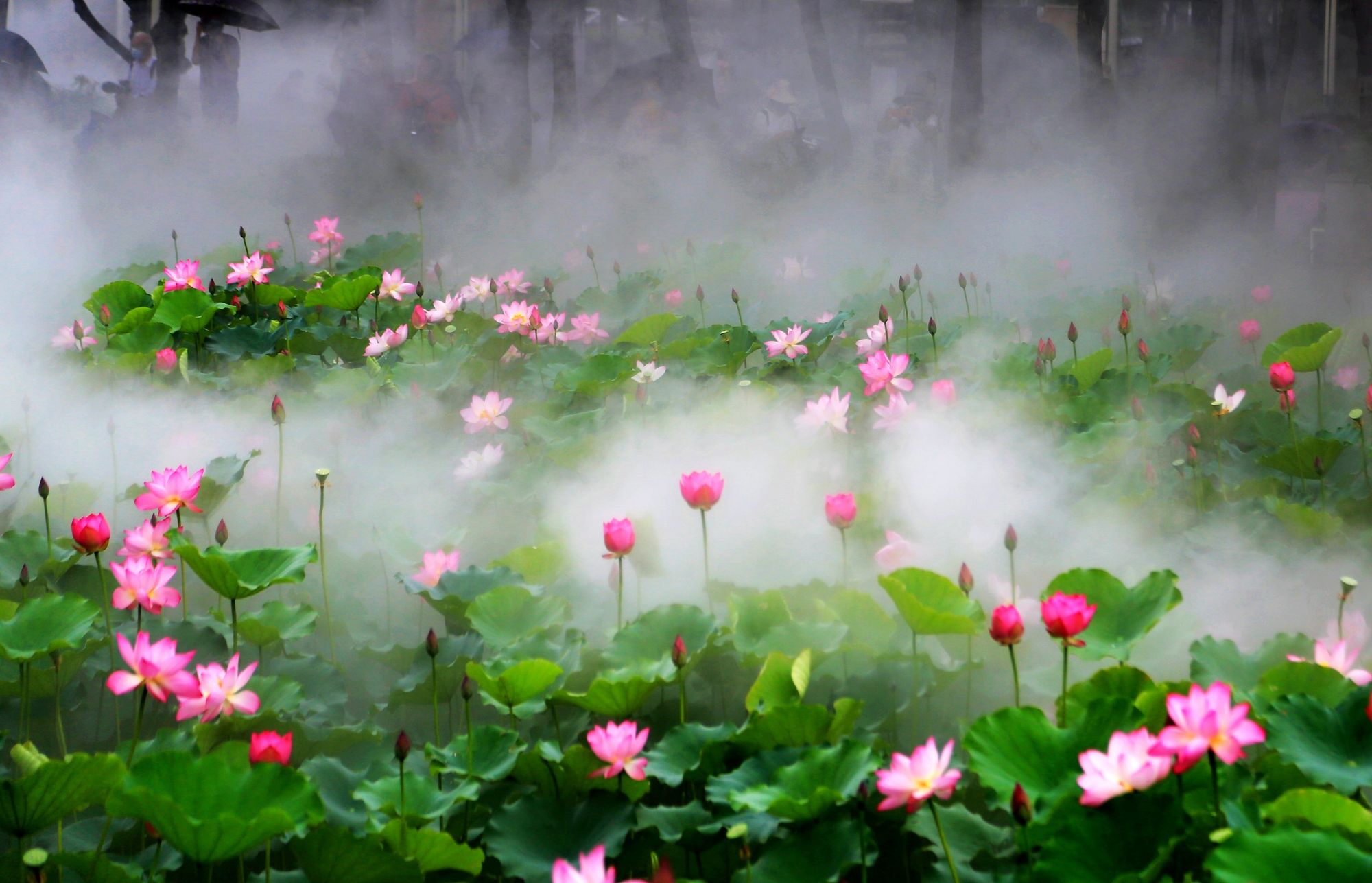 渌华池取景点在哪_渌华池的秘境怎么解开_渌华池