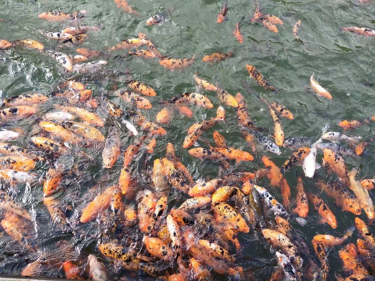 星露谷物语鲤鱼任务_星露谷物语鲤鱼_星露谷物语金鲤鱼