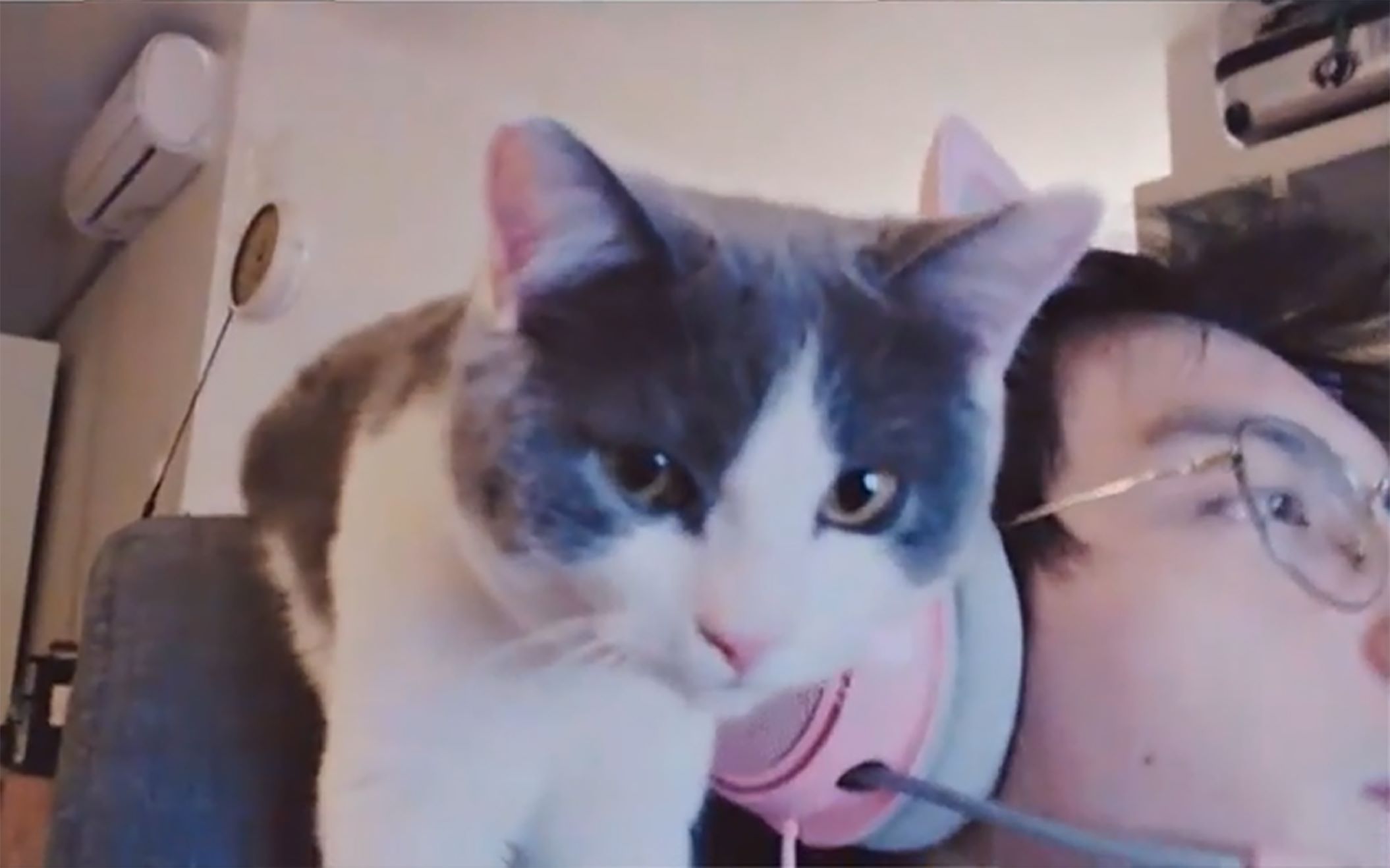 乐猫tv_猫乐适猫粮厂家_猫乐体育