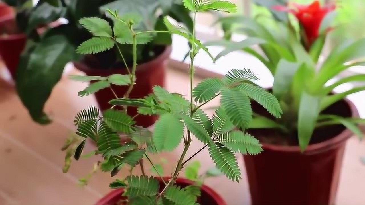 含羞草实验所中心_含羞草实验所中心_含羞草实验所中心