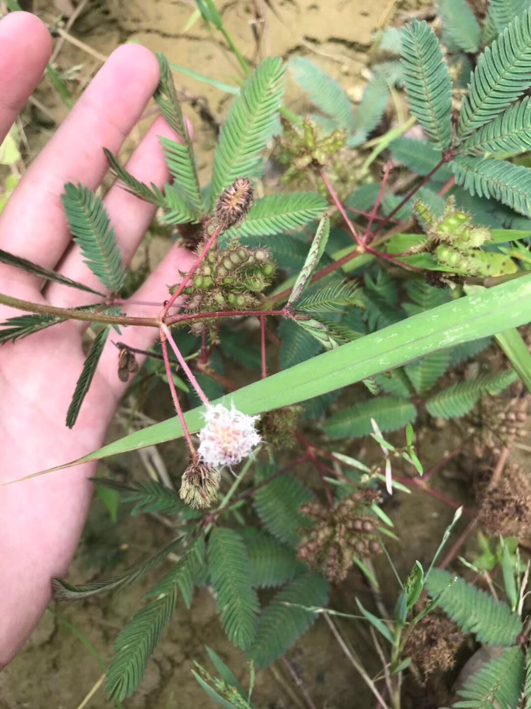 含羞草实验所中心_含羞草实验所中心_含羞草实验所中心