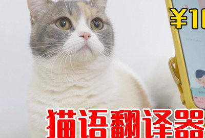猫咪翻译器免费_猫咪翻译器_猫咪翻译
