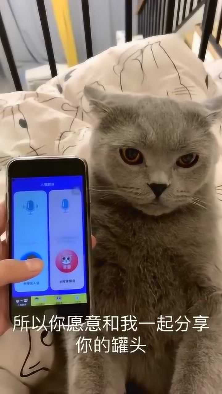 猫咪翻译器_猫咪翻译器免费_猫咪翻译