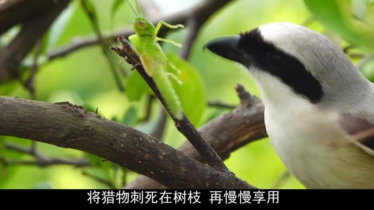 敏捷虫值得培养吗_敏捷虫进化图_敏捷虫