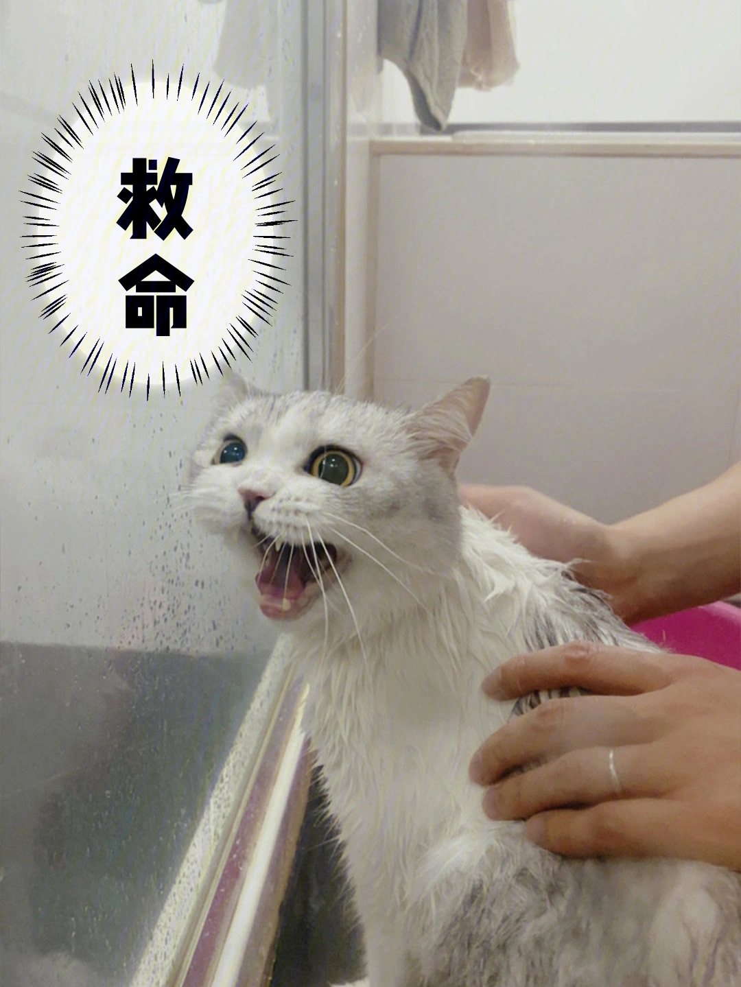 宠物洗澡换装_宠物洗澡换装_宠物洗澡换装