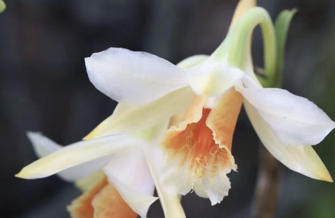 鹫尾花图片_鹫尾花和鸢尾花怎么读_鹫尾花