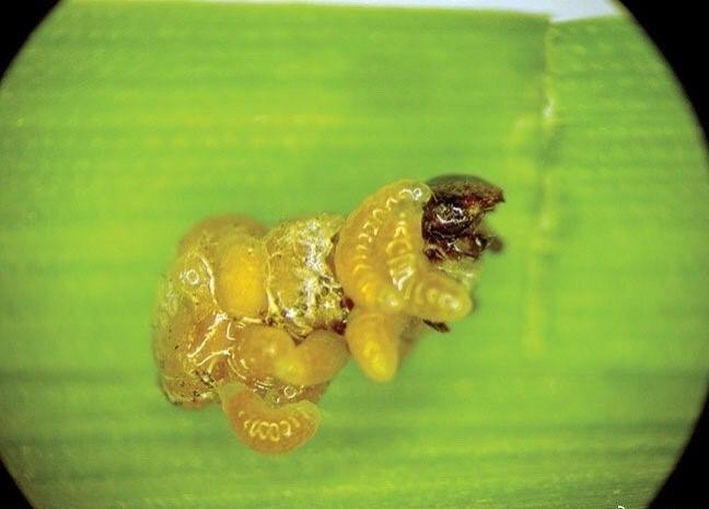 1080p下载寄生虫_寄生虫下载720p下载_寄生虫迅雷下载