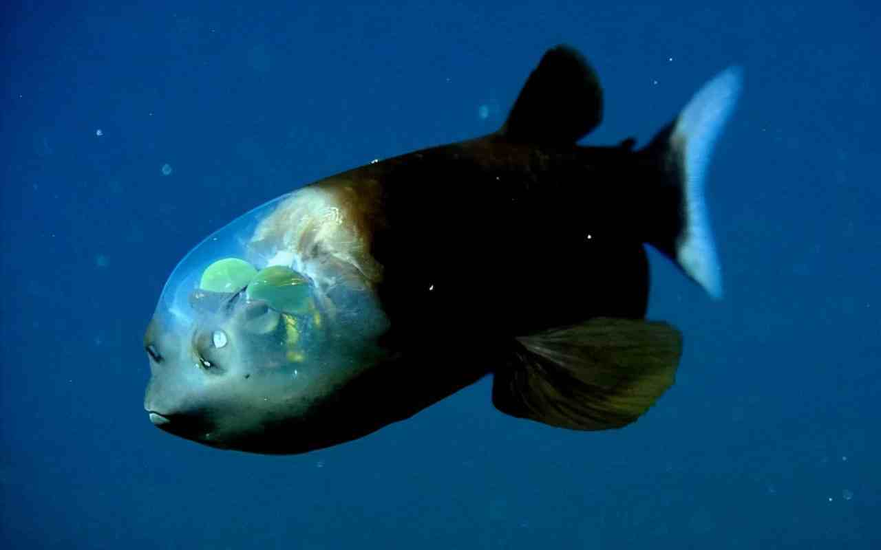 海蛾号_海蛾号_海蛾号