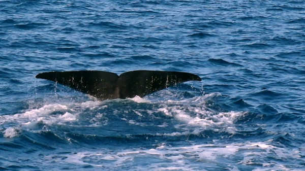 海蛾号_海蛾号_海蛾号