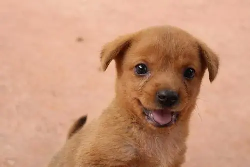电影在线忠犬八公免费观看_忠犬八公电影播放免费播放_忠犬八公在线电影