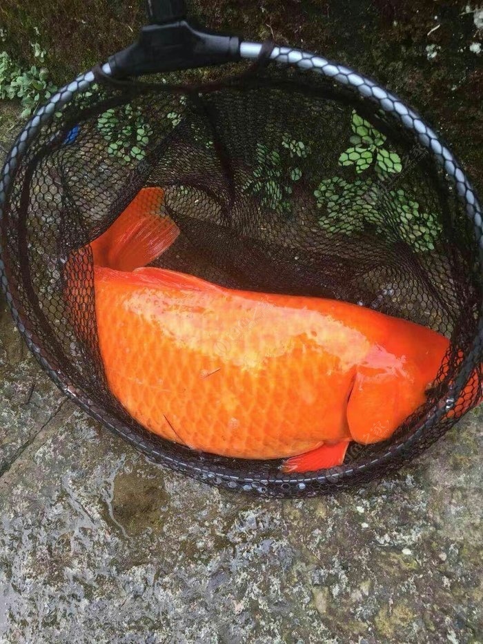 打鱼晒网_晒网打鱼的拼音_晒网打鱼什么意思