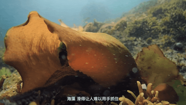 我想看鲨鱼游戏_鲨鱼手机视频游戏_鲨鱼游戏小视频