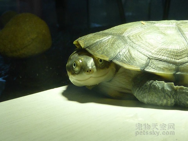 拍乌龟机器_拍乌龟手机游戏_拍乌龟的游戏