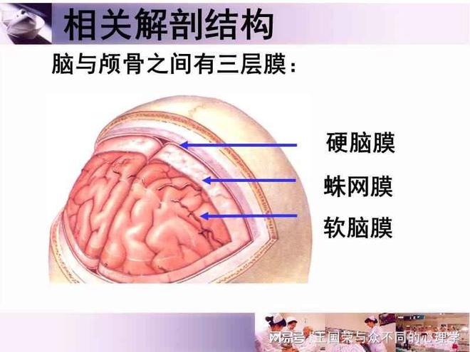 勿忘蛛_勿忘蛛_勿忘蛛