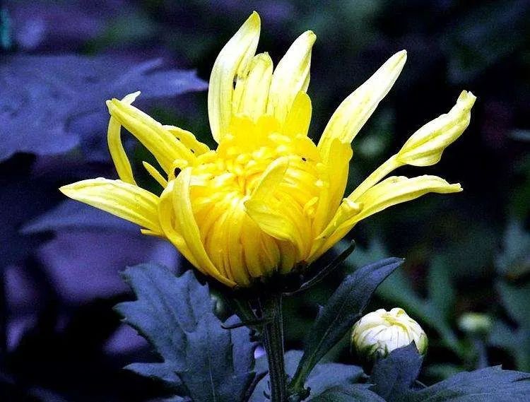 禁忌清明节_清明节禁忌手抄报_清明禁忌