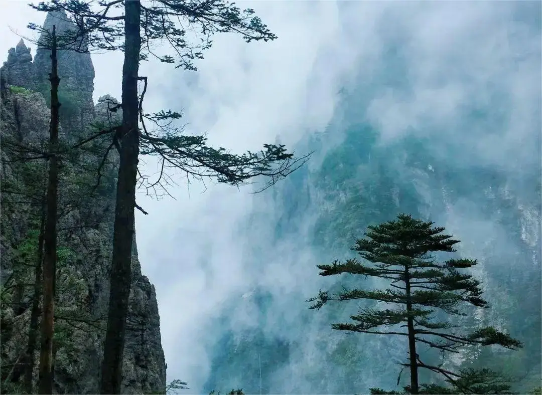 清霜_霜清的意思_霜清茶有什么功效