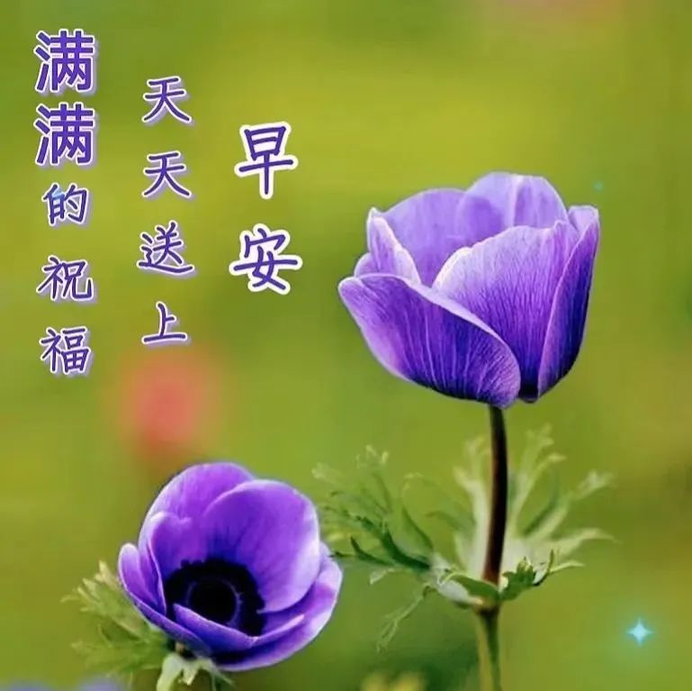 爱乐之城完整在线观看-爱乐之城：一部迷人的音乐梦想之旅，感受音符的魅力与梦想的坚持