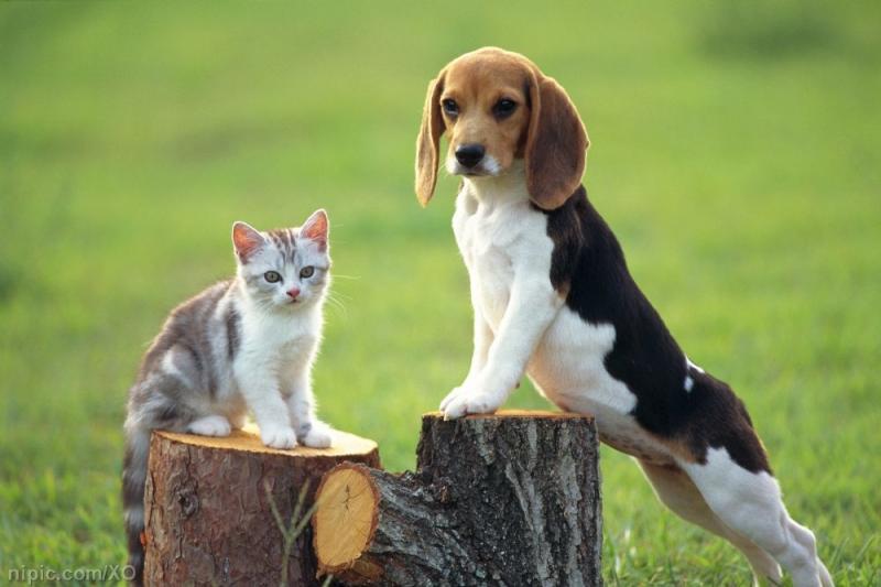 情侣养猫手机游戏_情侣猫养手机游戏叫什么_一对情侣养猫的游戏