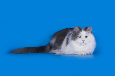 猫咪软件图片_猫咪软件app_猫咪软件会盗取个人信息吗