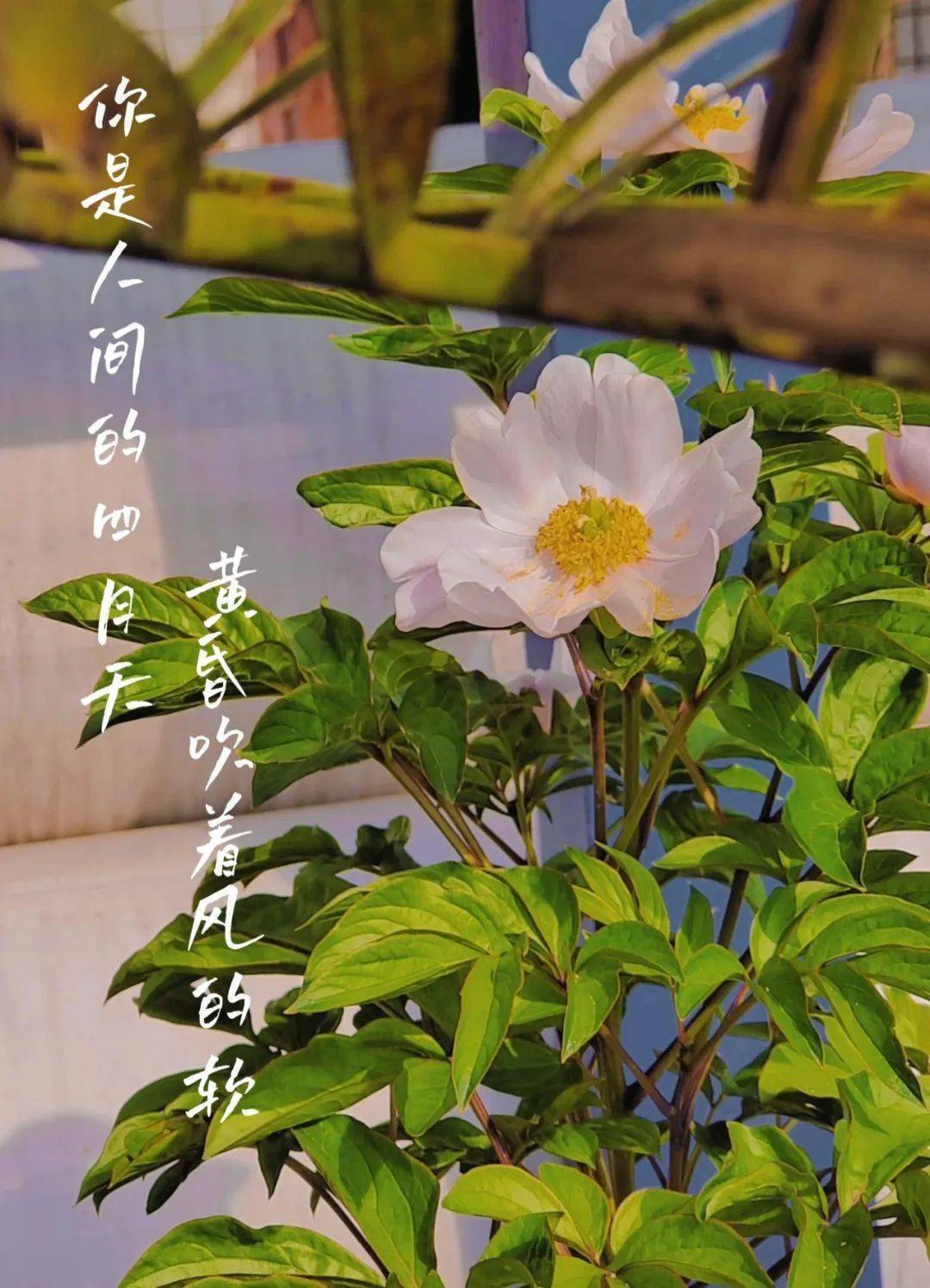 若不是你突然闯进我生活_突然闯进我的生活又突然离开_忽然闯进我生活