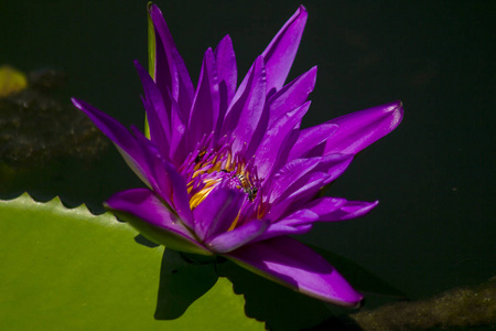 西野花_西野花_西野花