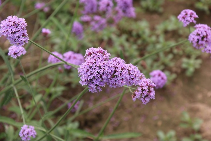 节日月份英语_节日月份排序_6月的节日