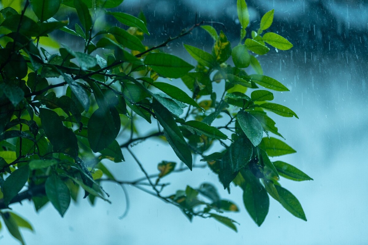 梅雨季节指的是哪个月_梅雨季节的月份_梅雨季节是几月份
