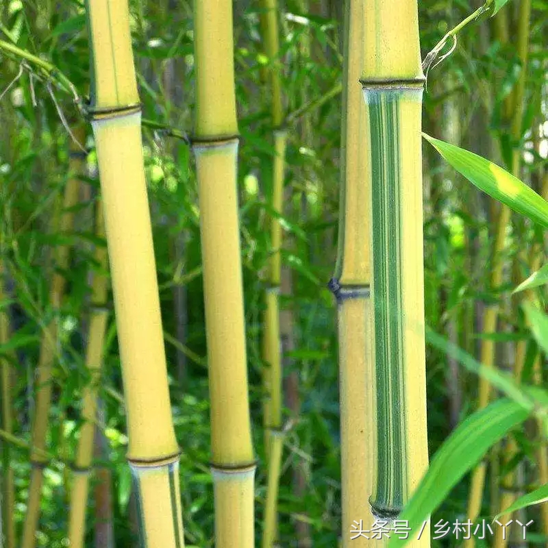 月份雅称是农历的吗_月份的别称及美名_月份的别称和雅称