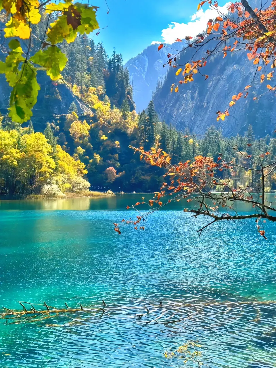 一个物语游戏叫森林物语_森林物语系列_森林物语手机游戏