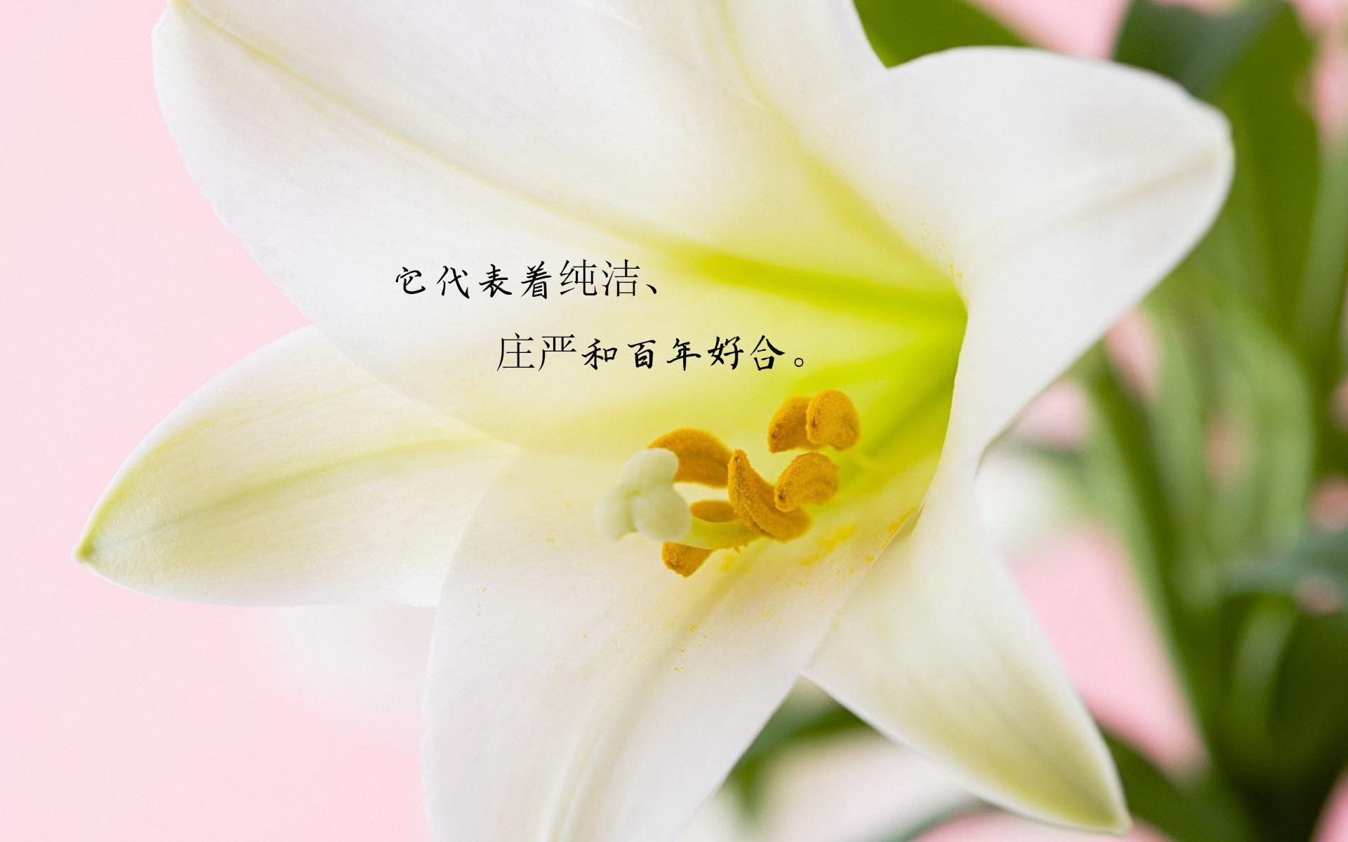 女女百合_百合女_女女百合lv