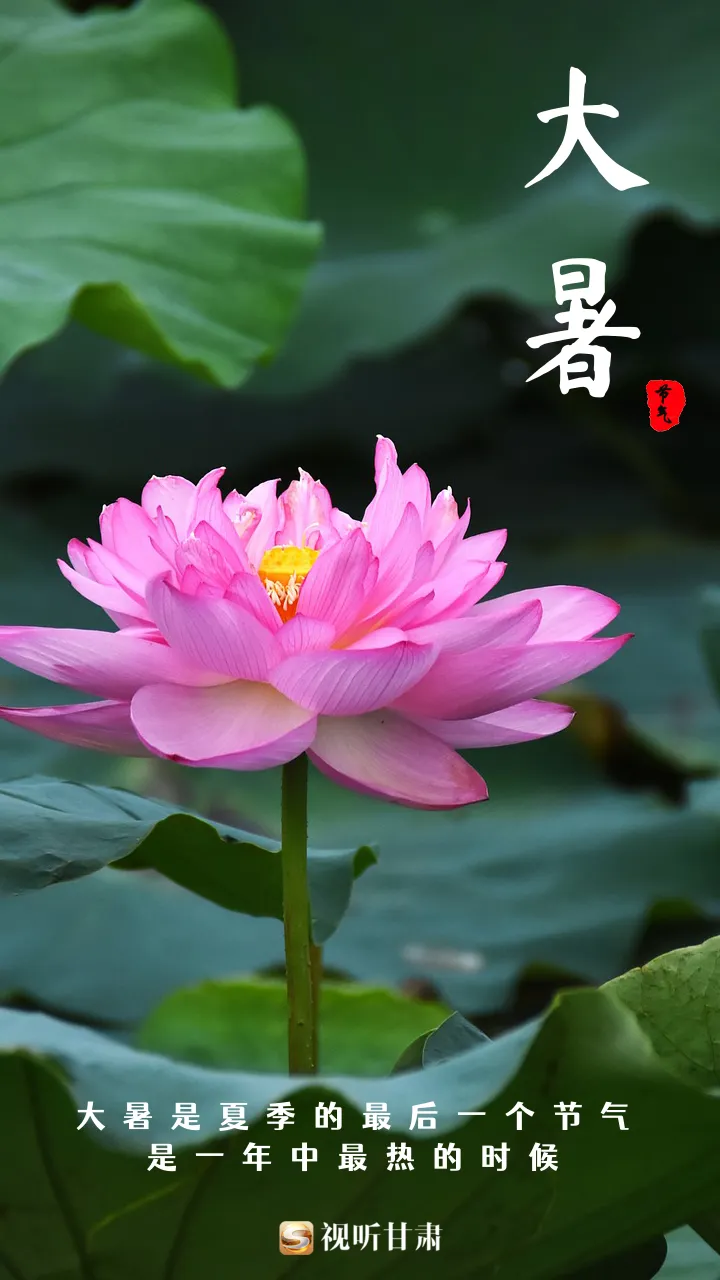 中伏_热在中伏_三伏的中伏
