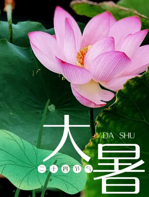 热在中伏_中伏_三伏的中伏
