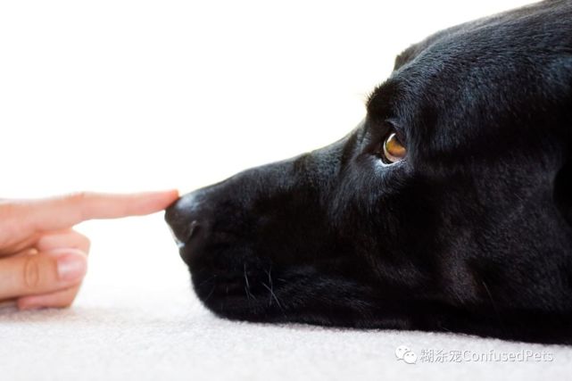 逗狗的游戏_手机逗狗游戏_逗狗的软件