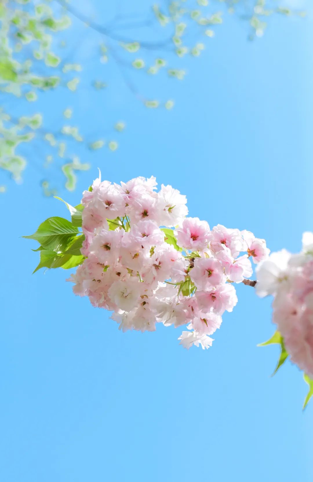 樱花任务_樱花任务_樱花任务