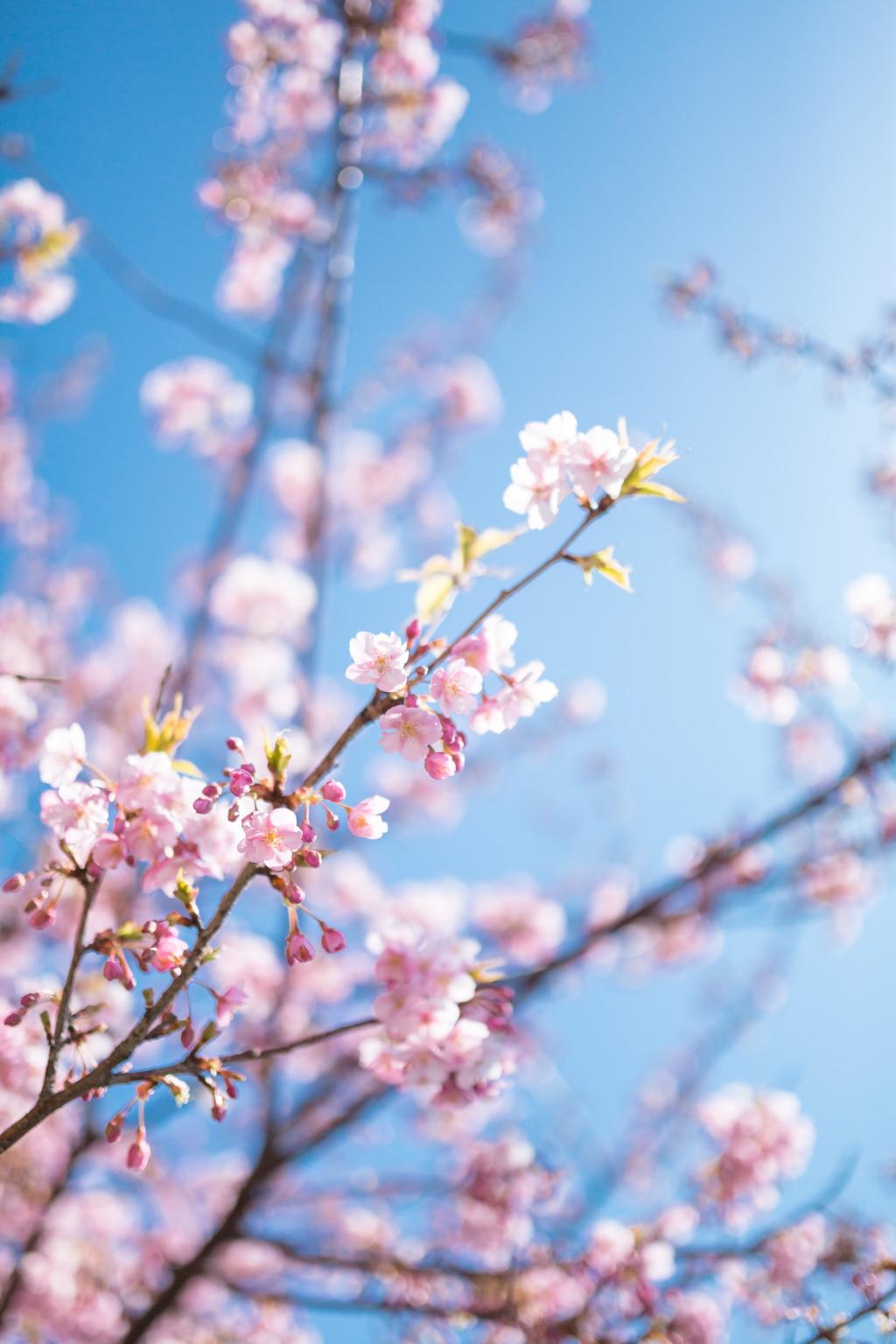 樱花任务_樱花任务_樱花任务