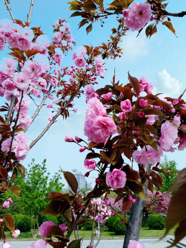 樱花任务_樱花任务_樱花任务