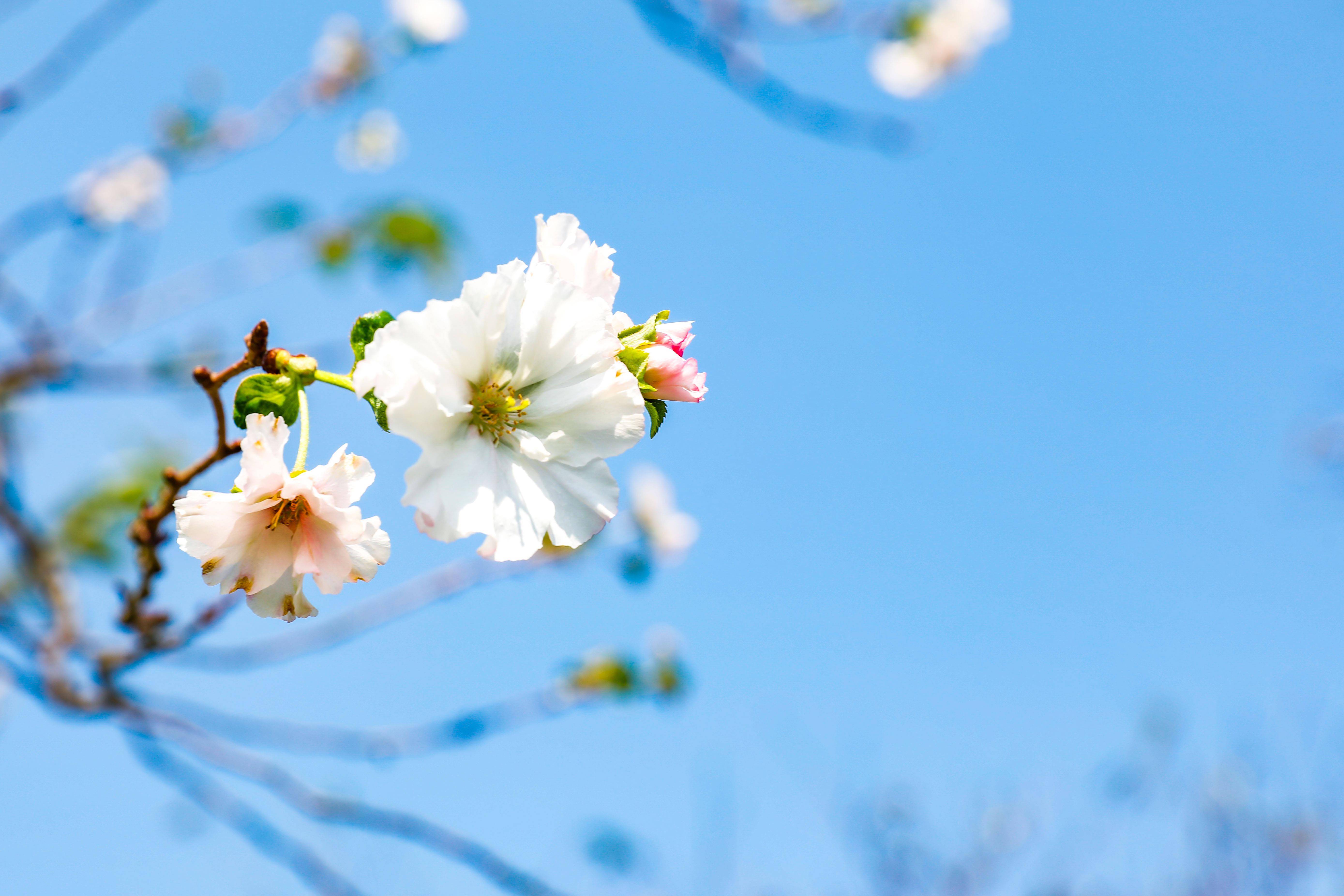 樱花任务_樱花任务_樱花任务