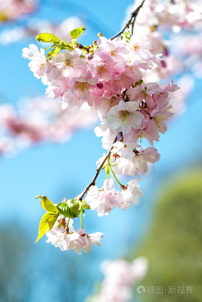 樱花任务_樱花任务_樱花任务