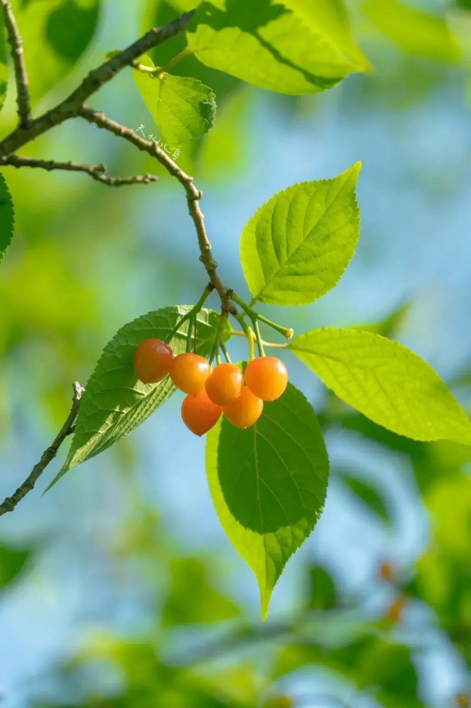 花儿纳吉银水杯价格_花儿纳吉_花儿纳吉官网