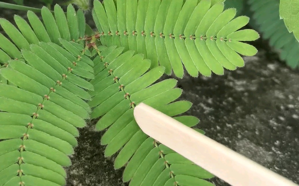 含羞草在线观看视频：触动心灵的小确幸与生命的深刻思考