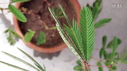 含羞草在线观看视频_含羞草在线观看视频_含羞草在线观看视频